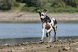 DOGUE ALLEMAND 126